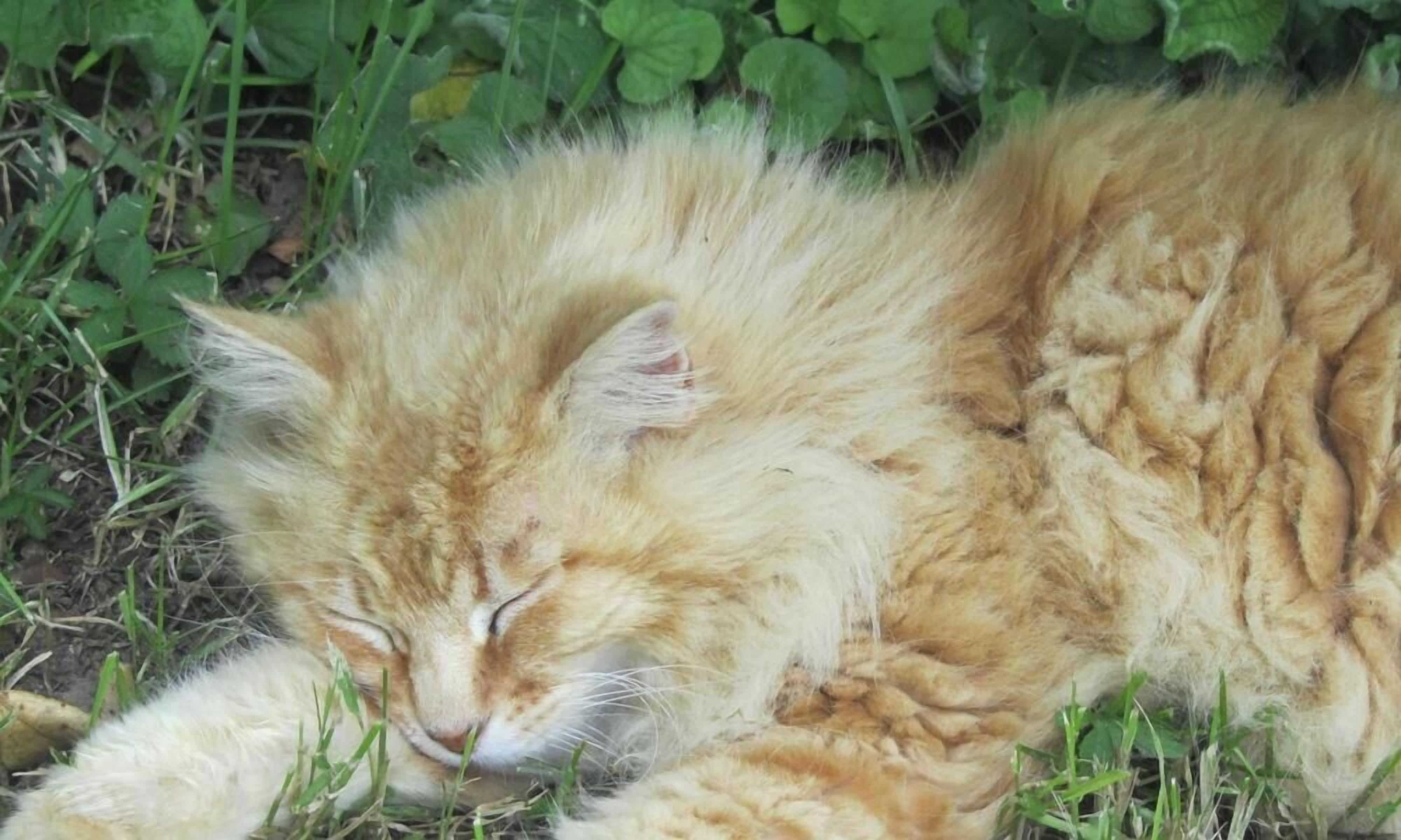 A cat sleeping on grass.