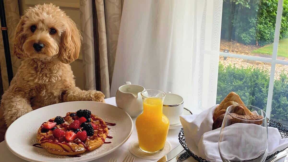 Una mesa de comedor con un plato de comida, un vaso de jugo de naranja y un perro sentado a su lado.