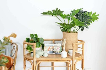 Salt bush cottage Peterborough