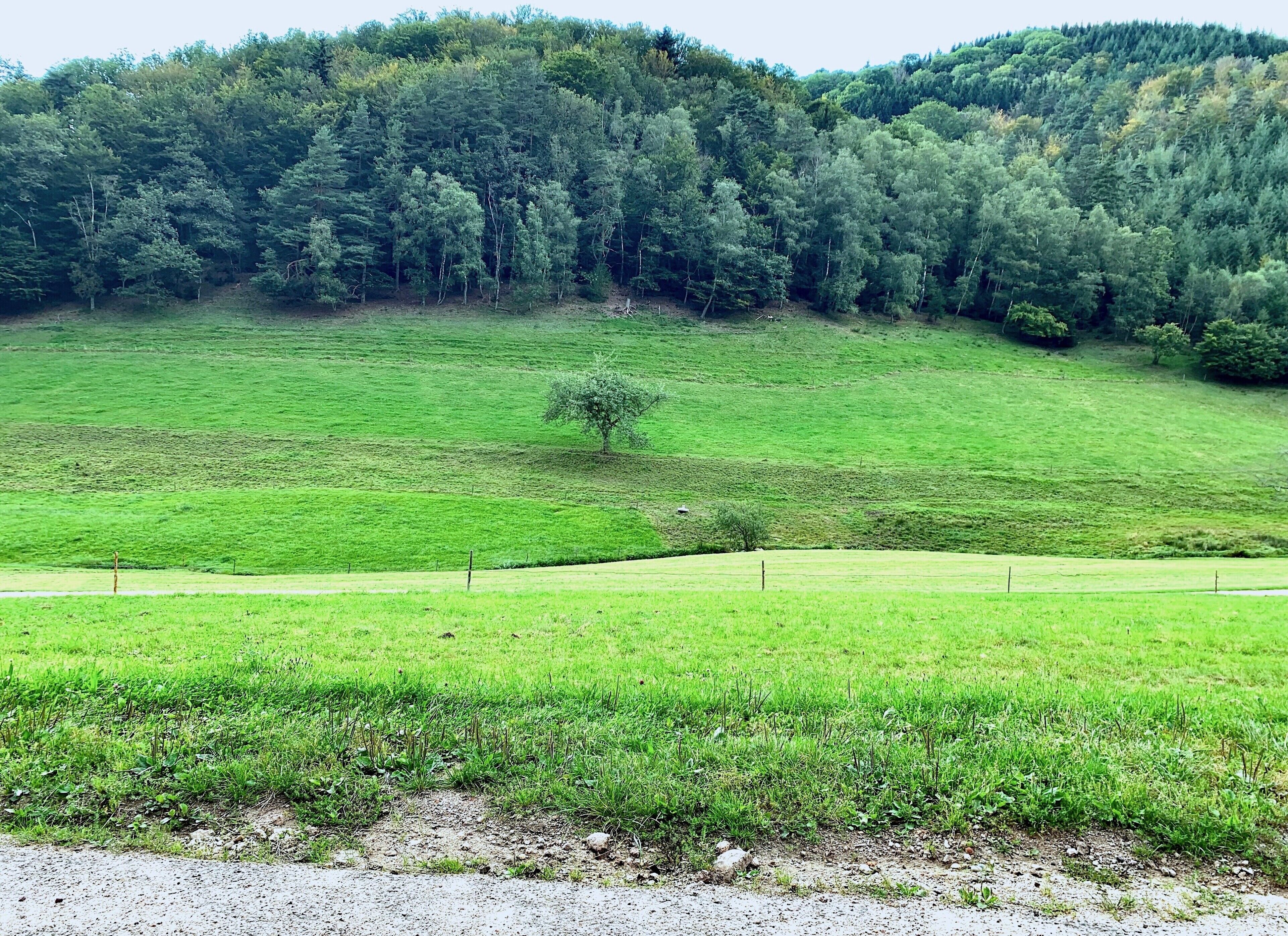 A green field with a dirt path and a fence.