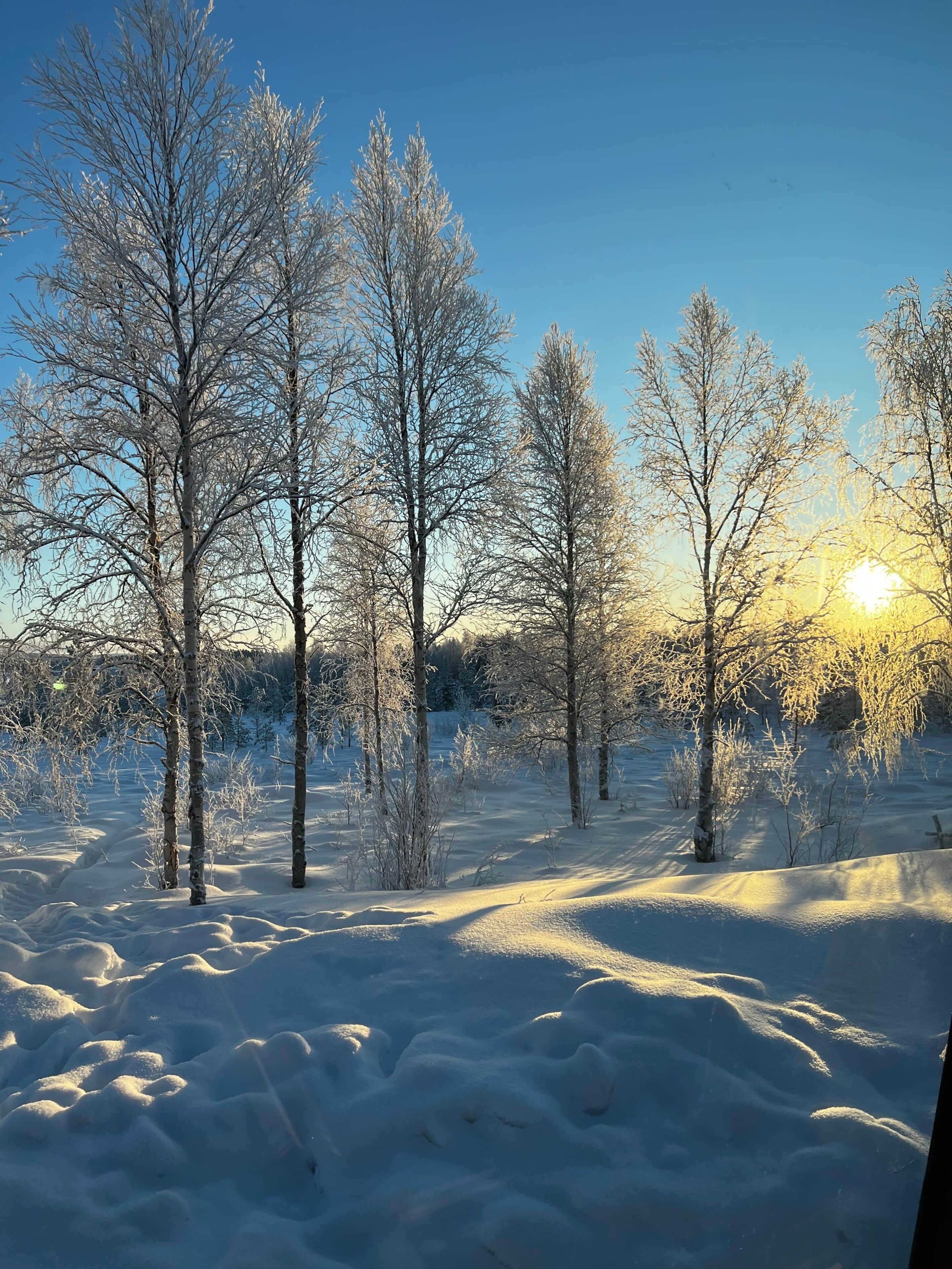 A snowy landscape with trees and a clear sky.