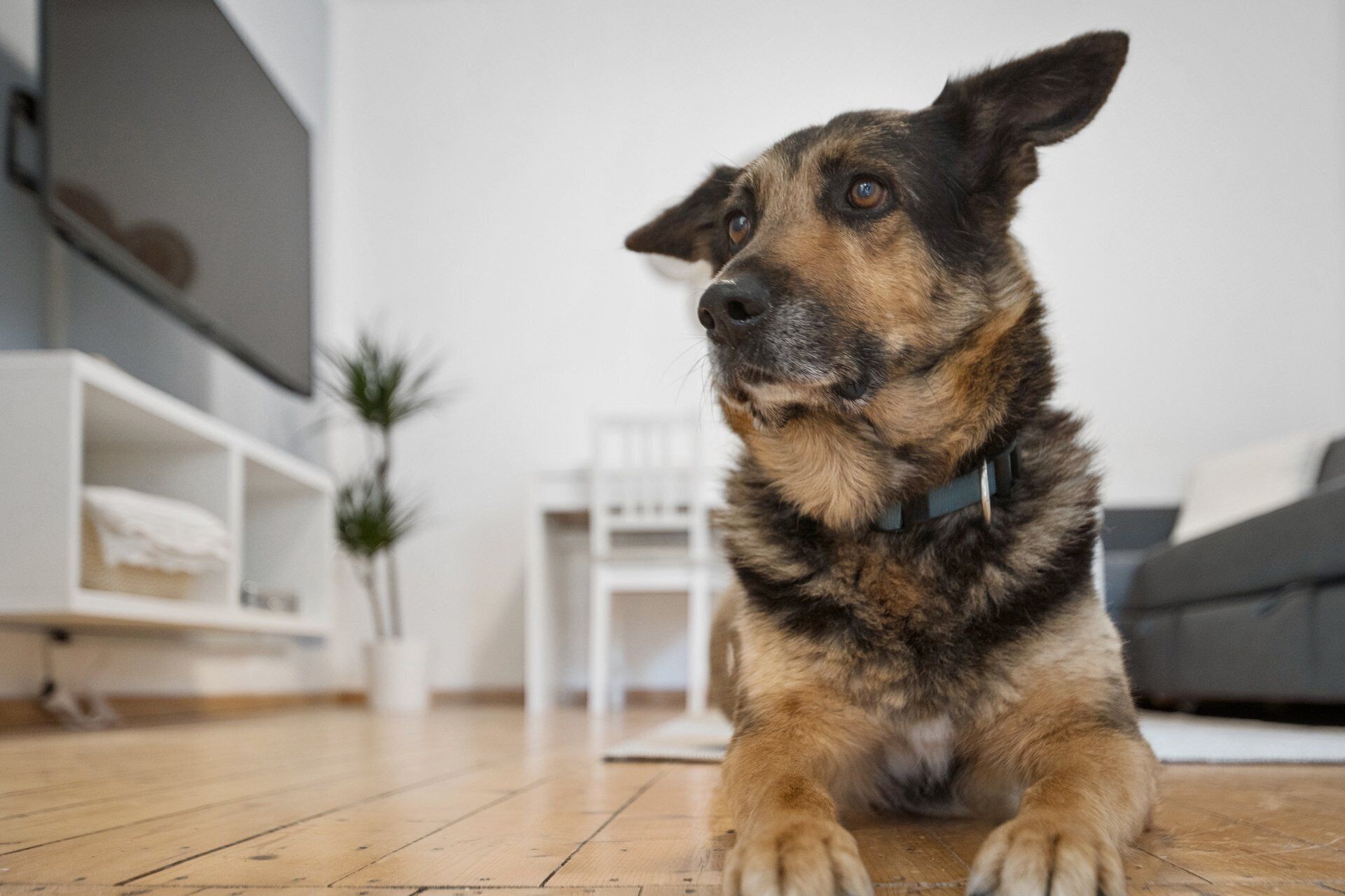 Ein Hund liegt auf einem Holzboden in einem Zimmer mit einem weißen Sofa, einem weißen Sessel und einer kleinen Pflanze.