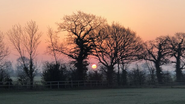 Un coucher de soleil sur un champ, avec des arbres et une clôture.