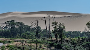 Paisaje desértico con dunas de arena, vegetación escasa y algunos árboles.