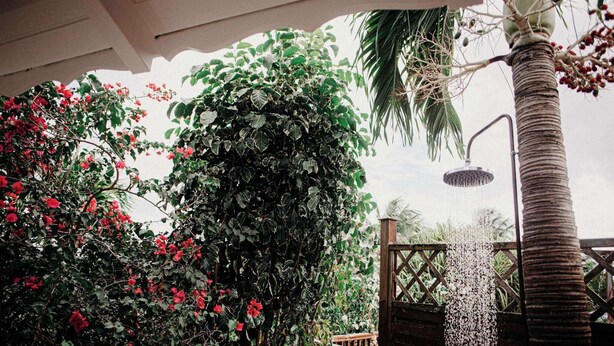 Un jardin luxuriant, avec une grande variété de plantes et un palmier.