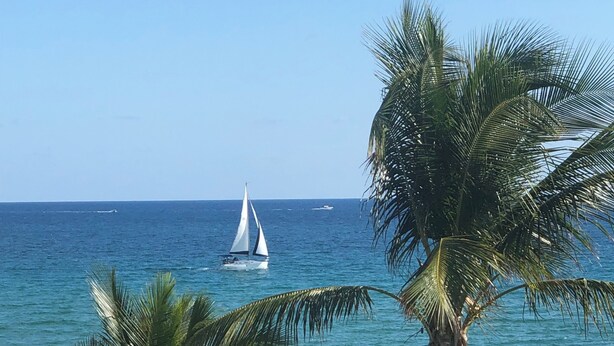Ein Strand mit einem Segelboot auf dem Wasser, Palmen und einem klaren Himmel.