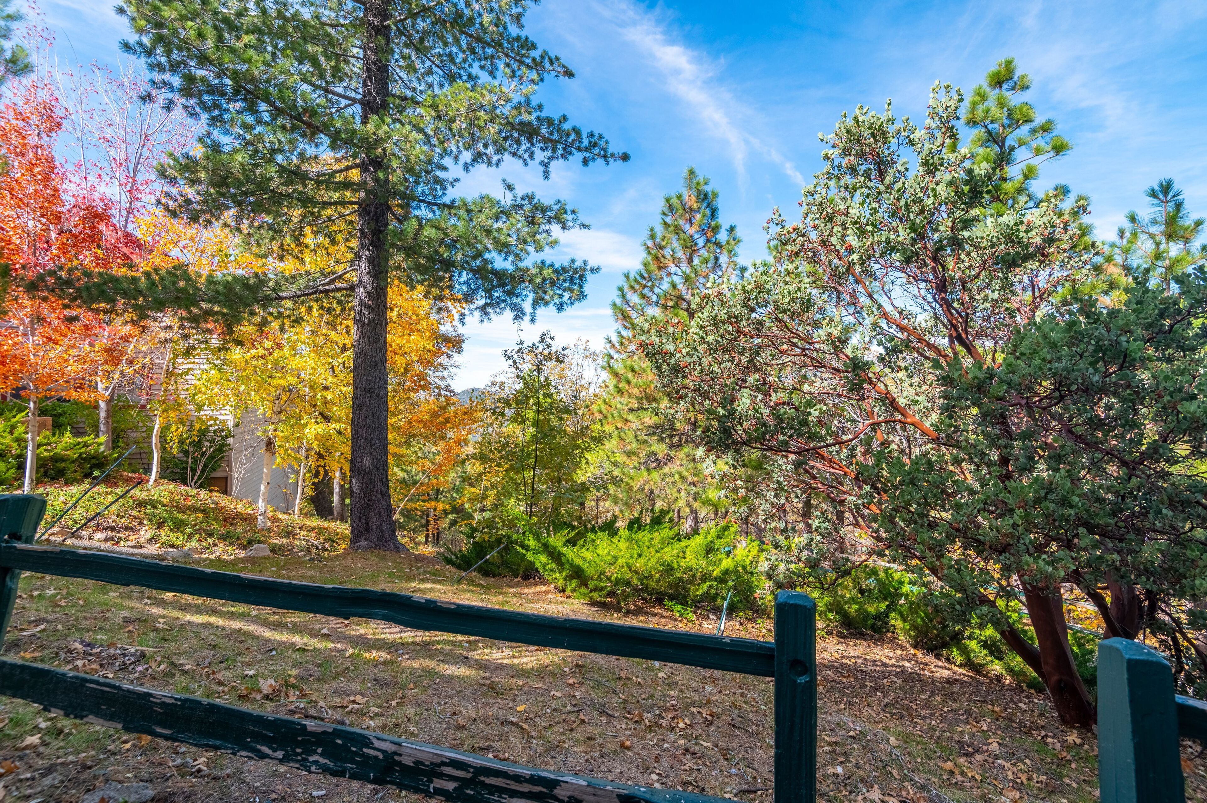 A park with a wooden fence, various trees, and a clear sky.