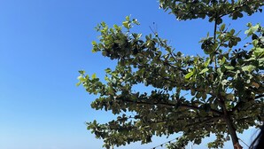 A beach scene with a clear sky, a tree, and a few people walking. - Monaliza Surf Resort By Zuzu (San Juan)