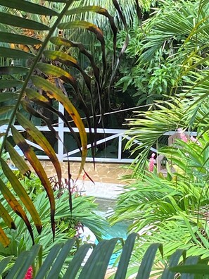 Ein üppiger Garten mit verschiedenen tropischen Pflanzen, einem weißen Zaun und einem Blick auf einen Poolbereich.