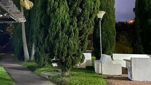 A pathway flanked by neatly trimmed hedges and a tall, conical tree. - Finca Hotel Los Alpes, 15 minutes from downtown, surrounded by nature. (Manizales)