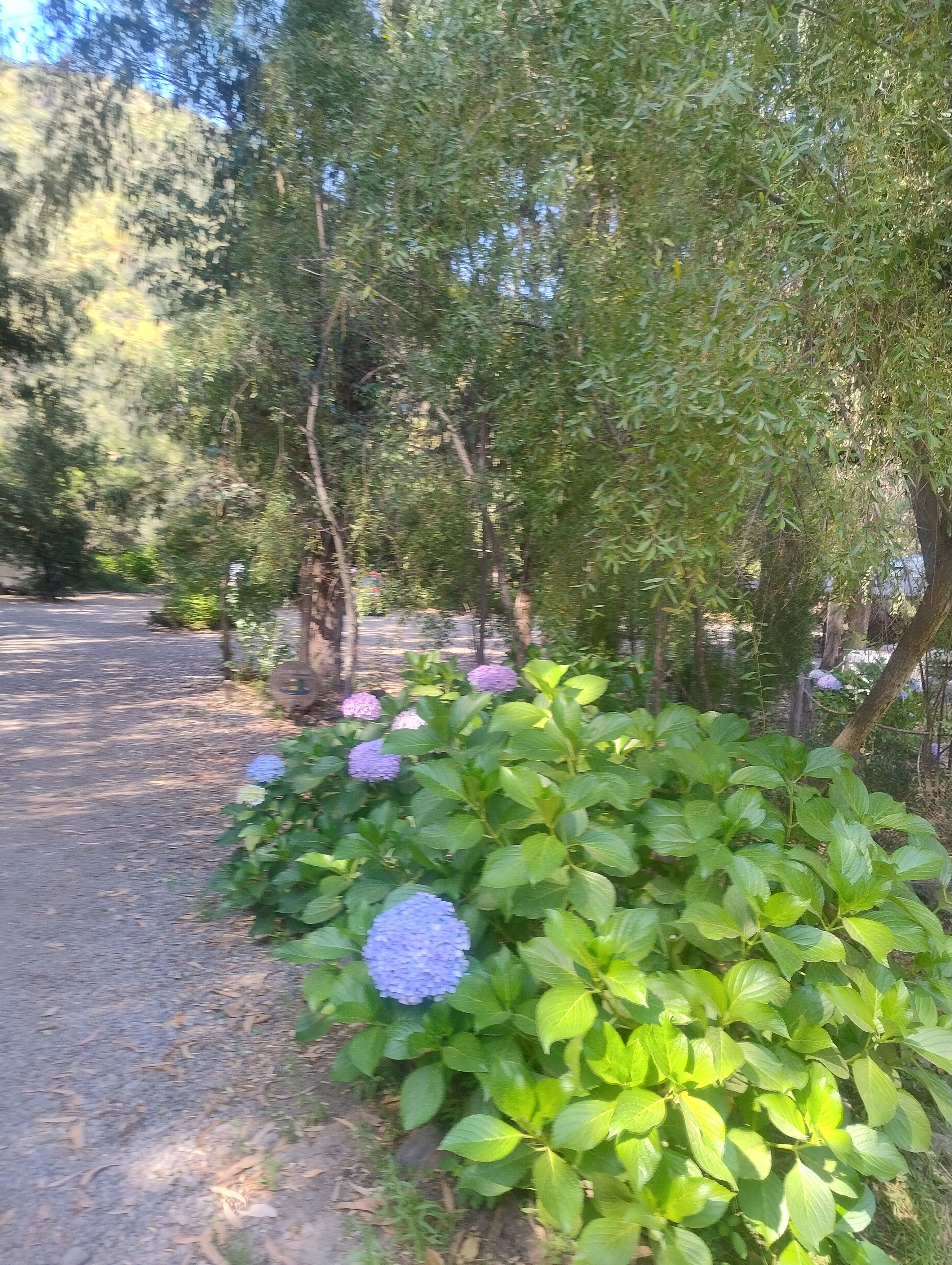 A paved pathway surrounded by lush greenery and flowering plants.