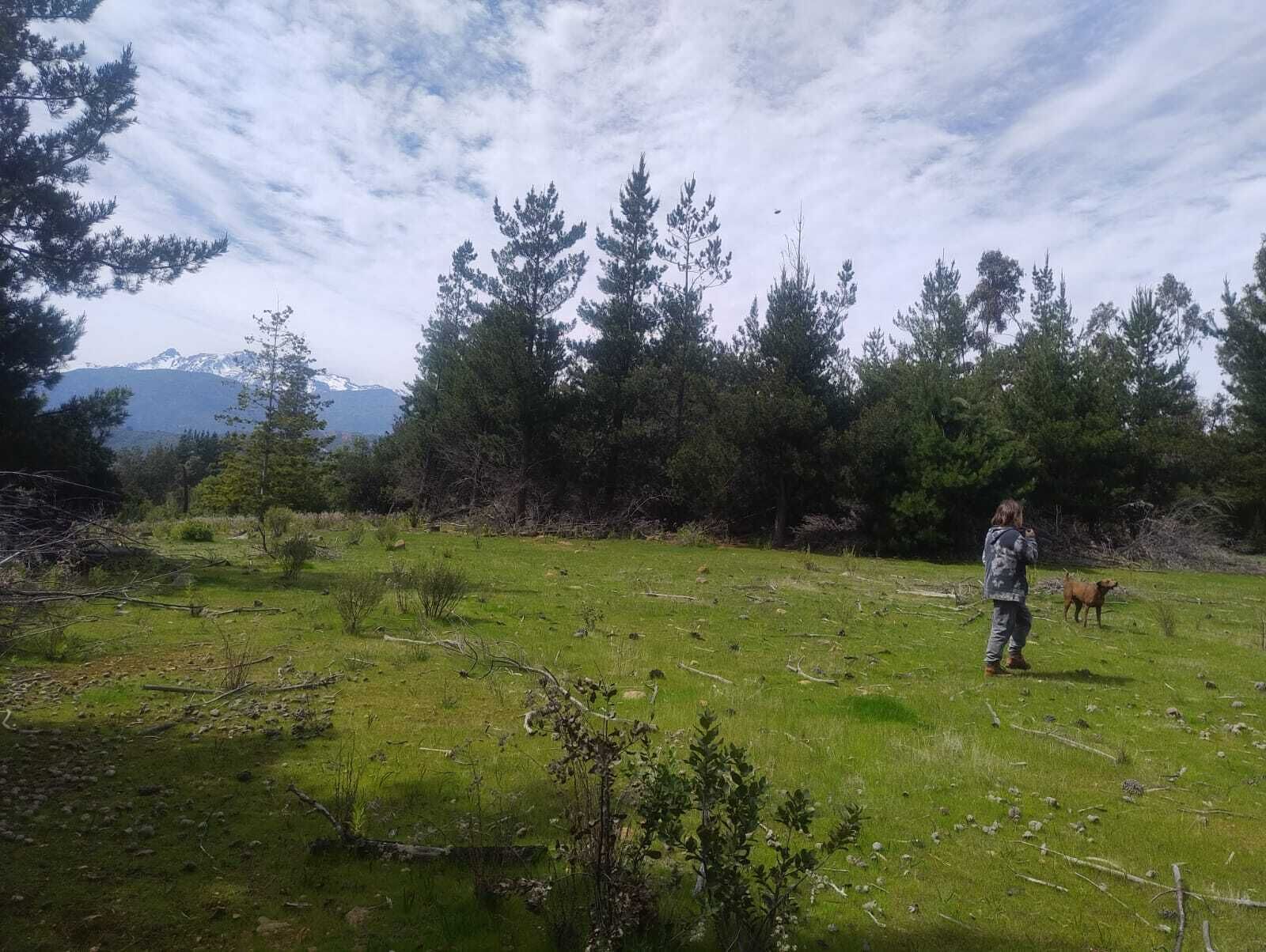 Una persona con un perro en un campo cubierto de hierba, con árboles y montañas al fondo.
