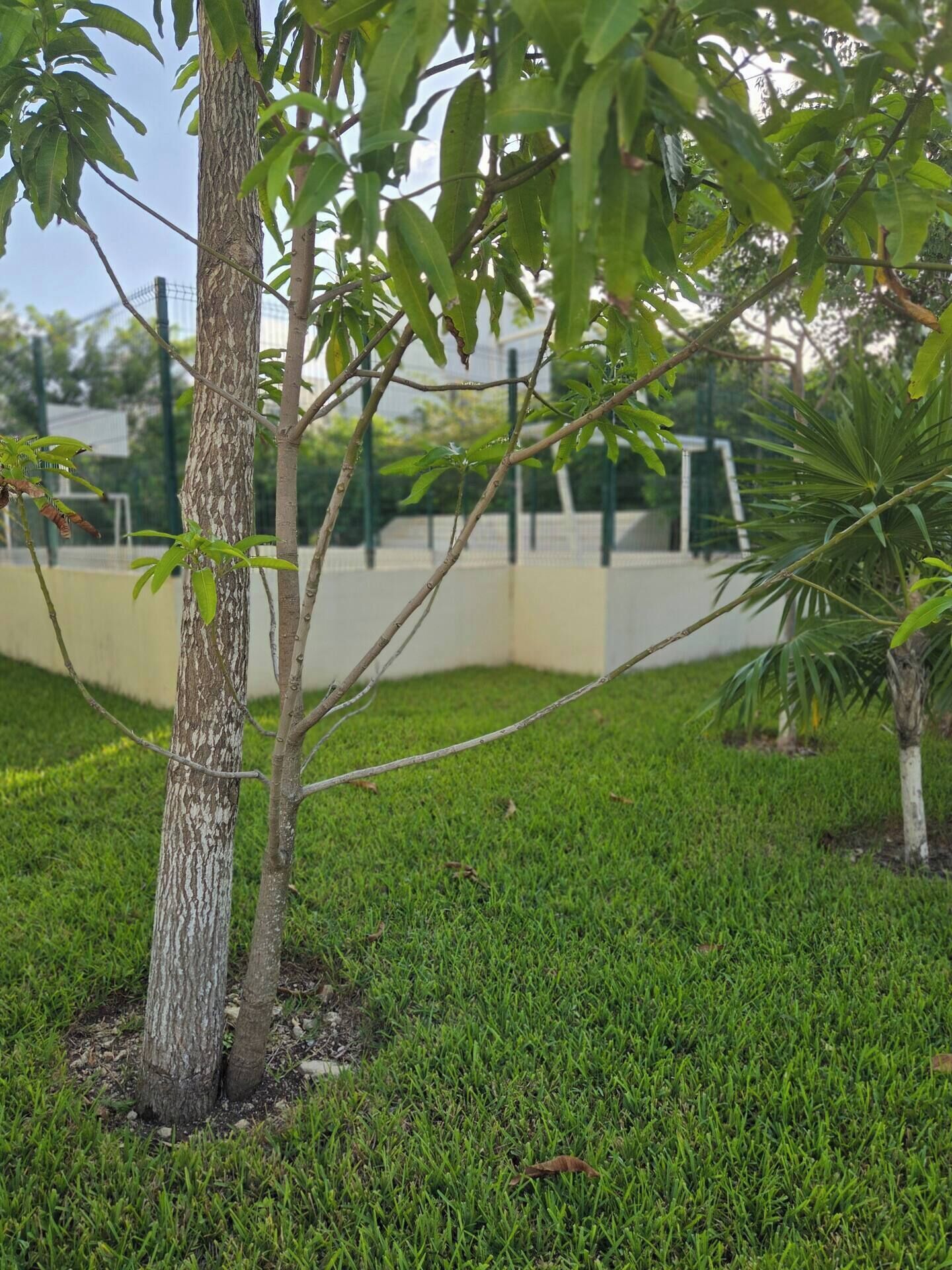 A tree with a textured trunk and green leaves, surrounded by well-maintained grass.