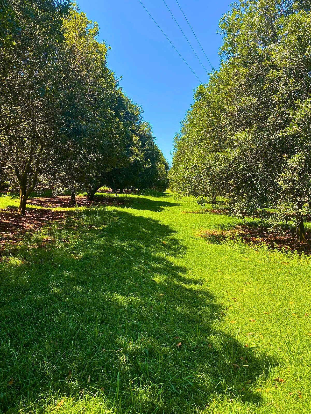 A pathway through an orchard with trees on either side.