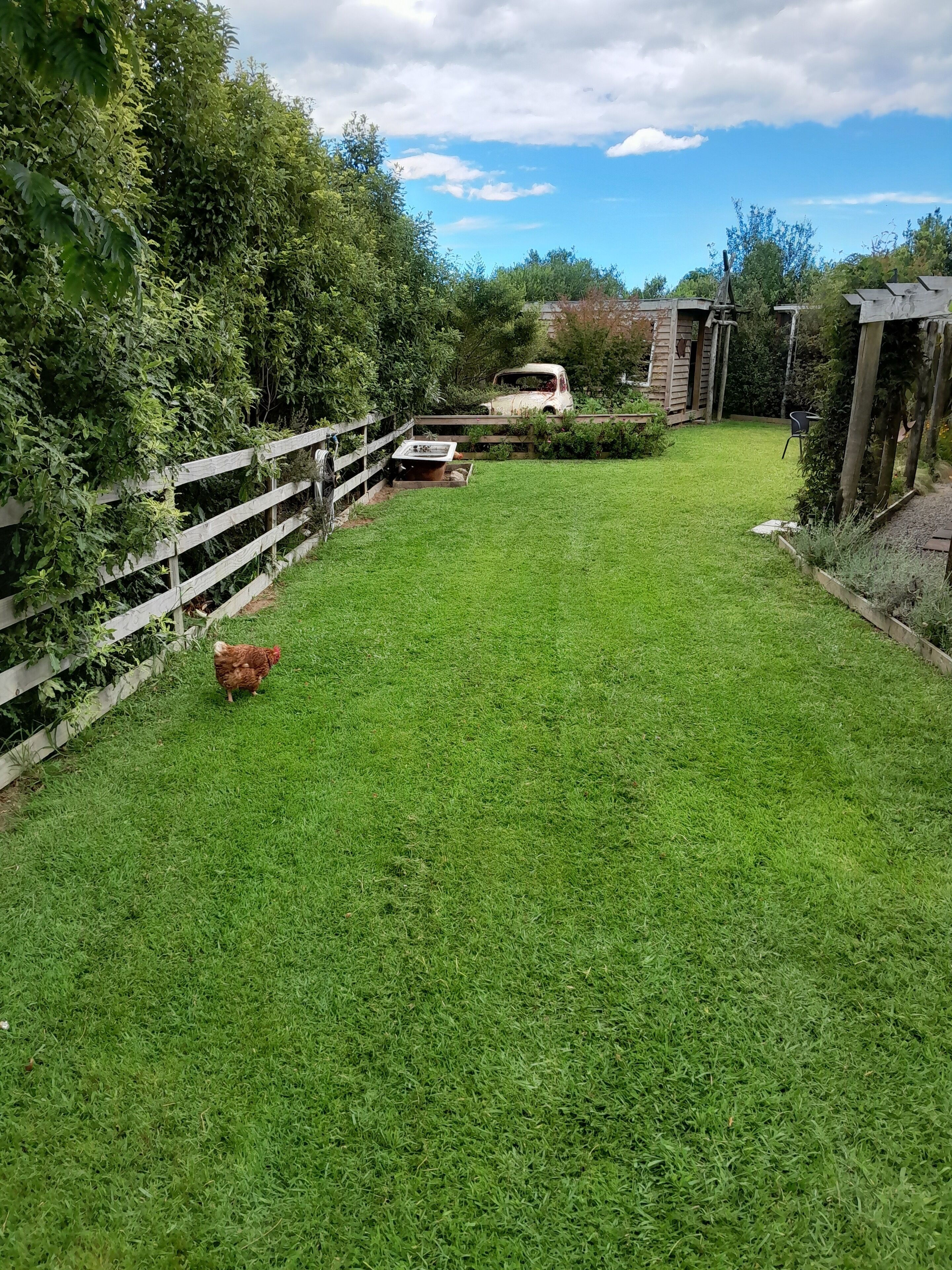 A grassy backyard with a wooden fence, a chicken, and a vintage car.