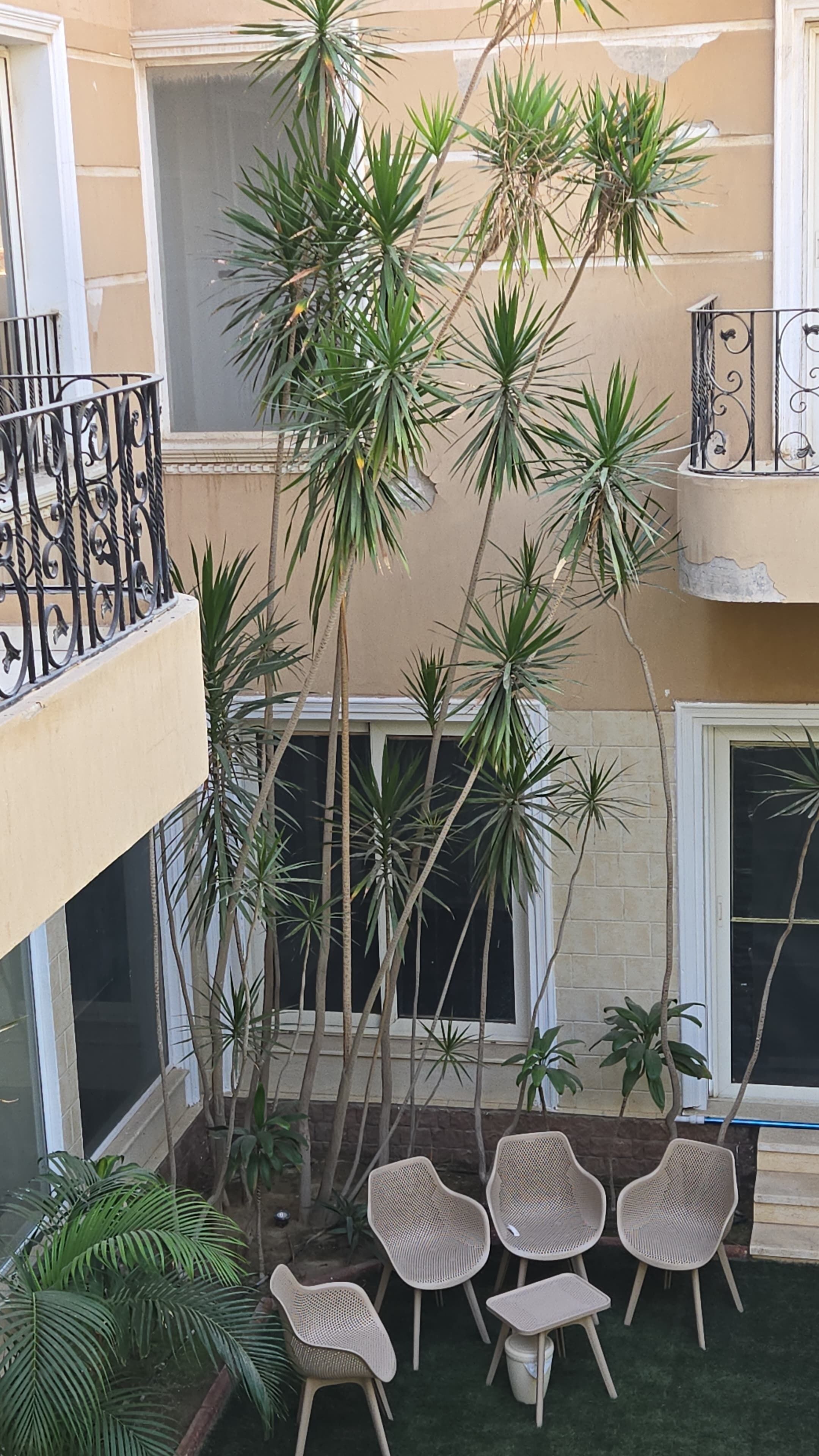 Une cour agrémentée de grands palmiers, un petit espace aménagé avec des chaises en osier et un balcon doté de balustrades en fer forgé.