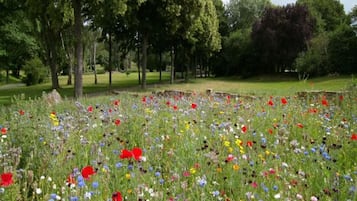 Eine Wiese mit Wildblumen und Bäumen im Hintergrund.