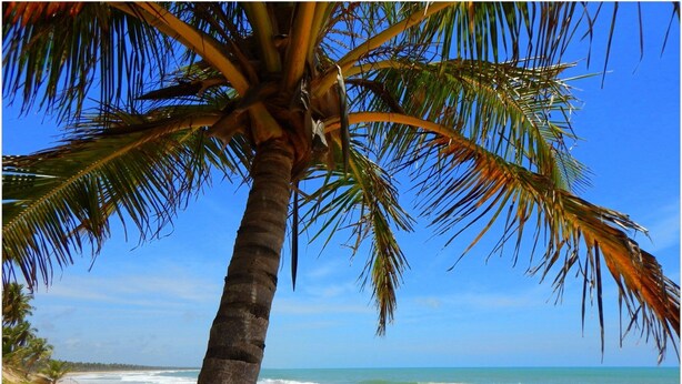 A beach scene with a palm tree, clear blue sky, and ocean waves.