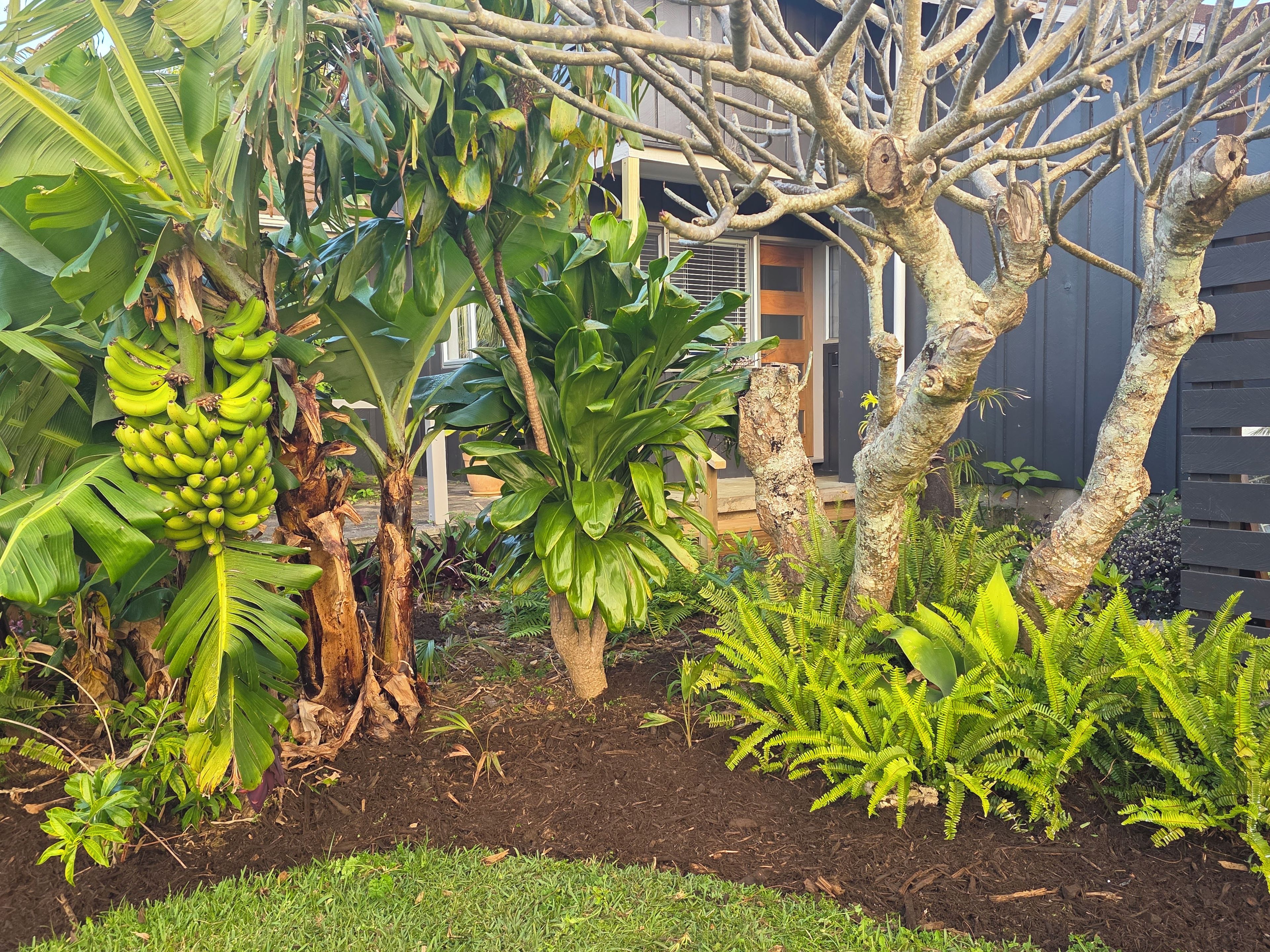 Un jardin avec des bananiers, des fougères et une clôture en bois.