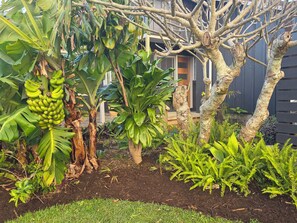Un jardin avec des bananiers, des fougères et une clôture en bois.
