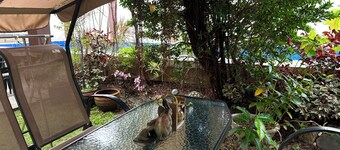 Minimalist Retreat with a Expansive Turf Garden and Vivid Blue Pool