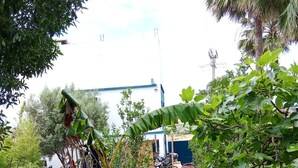 A garden with a banana tree, a small building, and a blue structure in the background. - The Maison Bleu room (TANGER)