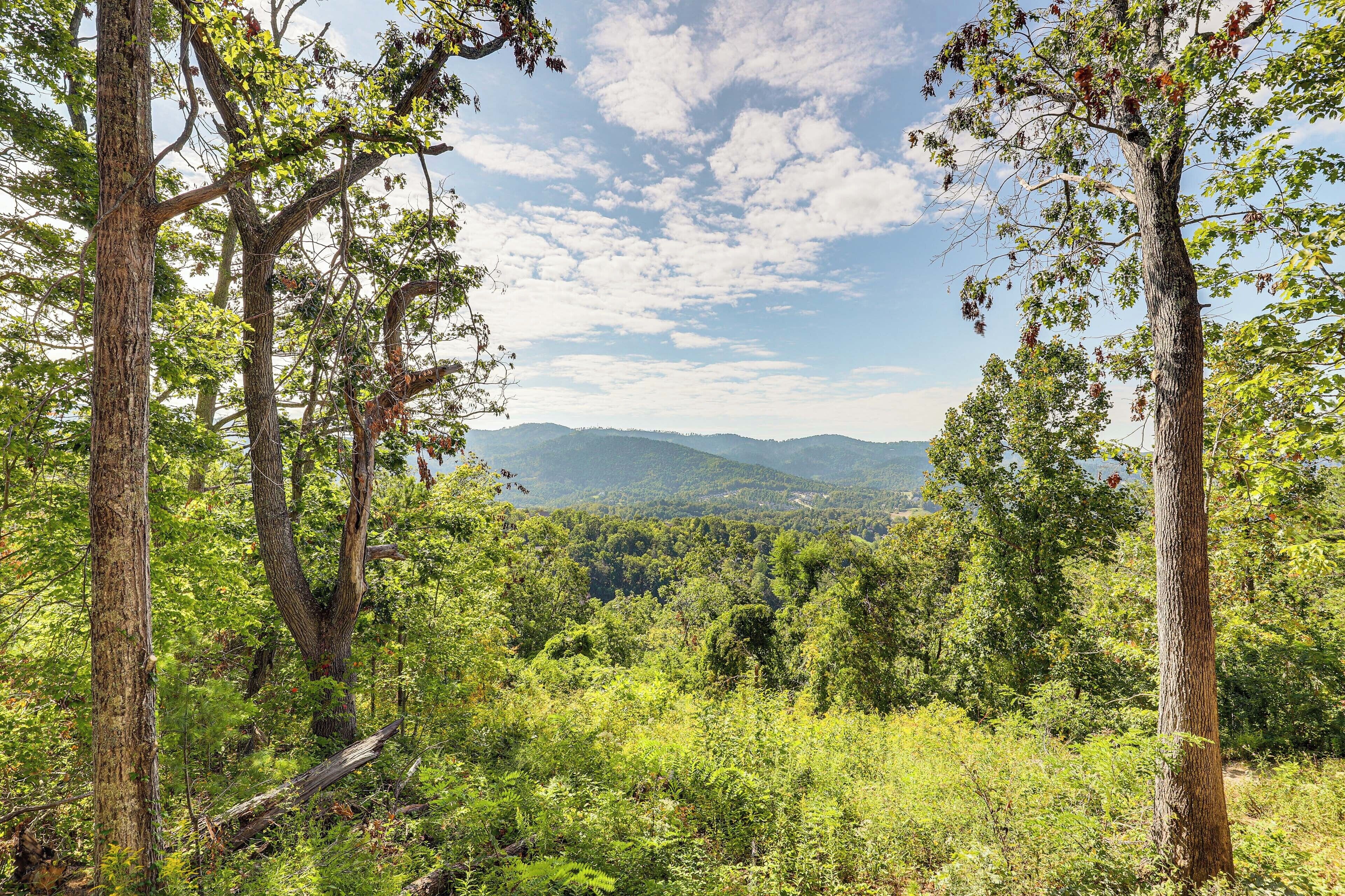 A forested landscape with tall trees and a view of distant hills.