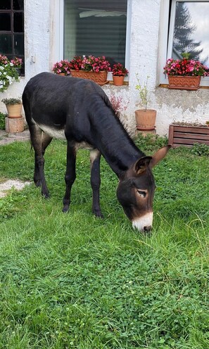 Miscellaneous - Barn domicile (Oberlascheid)