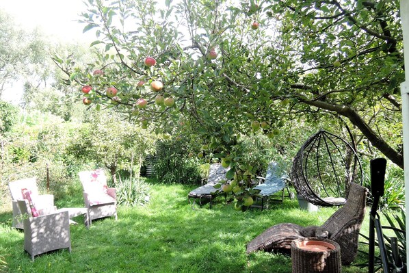 A garden with a tree bearing fruit, wicker chairs, and a hanging chair.