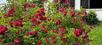 L’Opporak, a country house near Auxerre