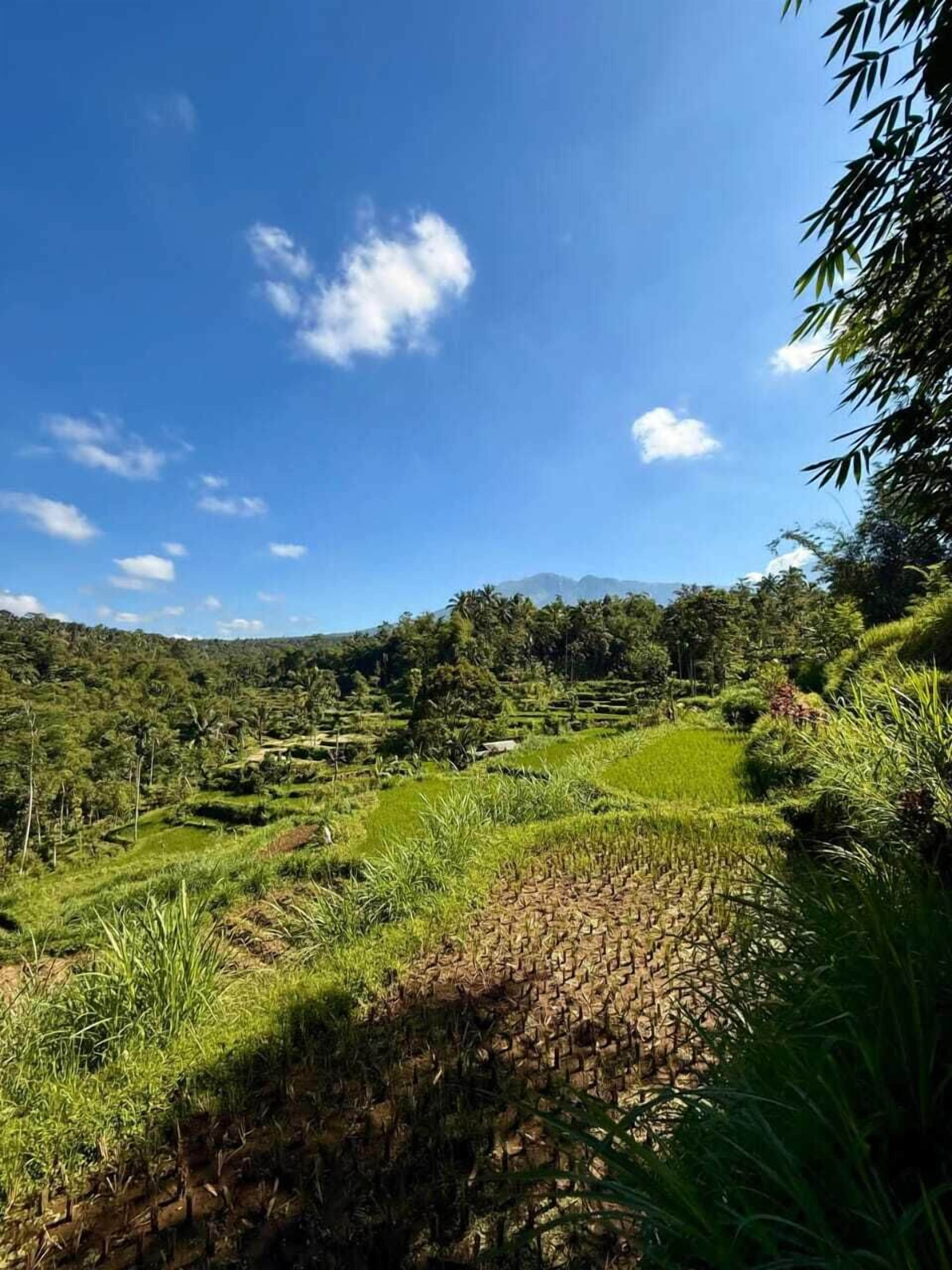 A terraced rice field with a clear sky and distant mountains.