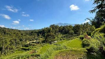 A terraced rice field with a clear sky and distant mountains.
