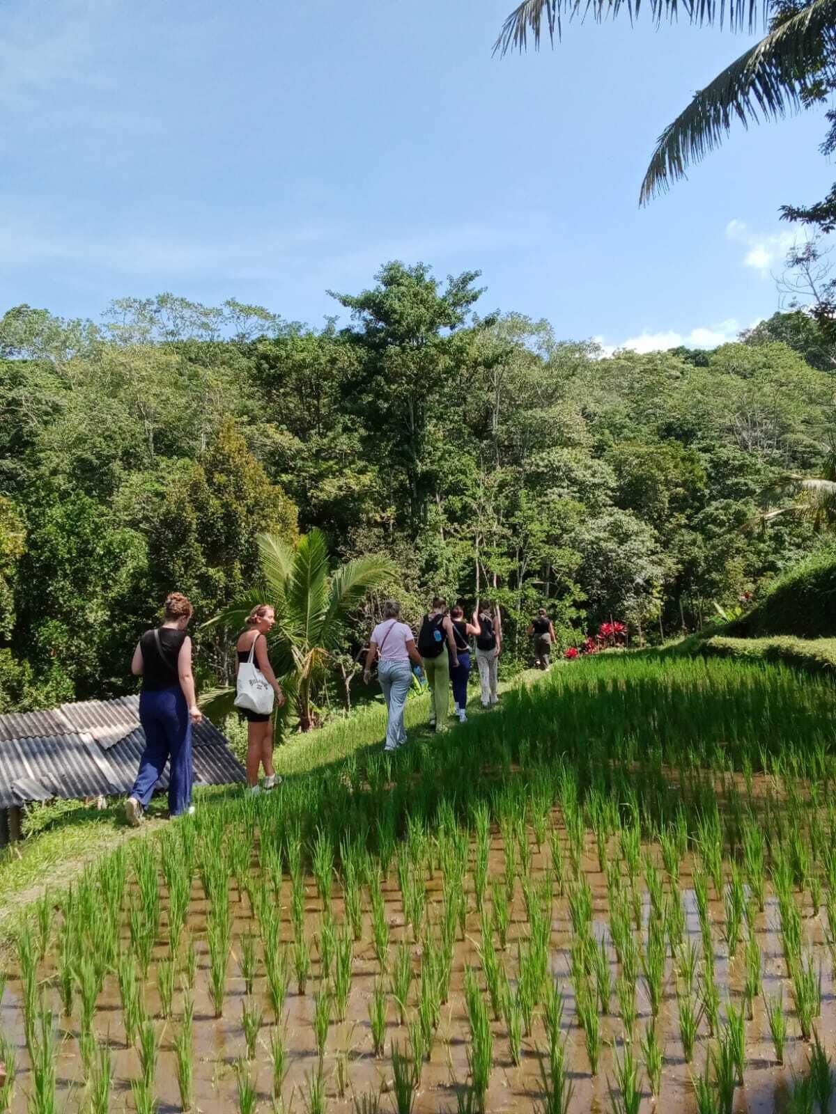 A group of people walking along a path in a lush, green area with a variety of trees and plants.