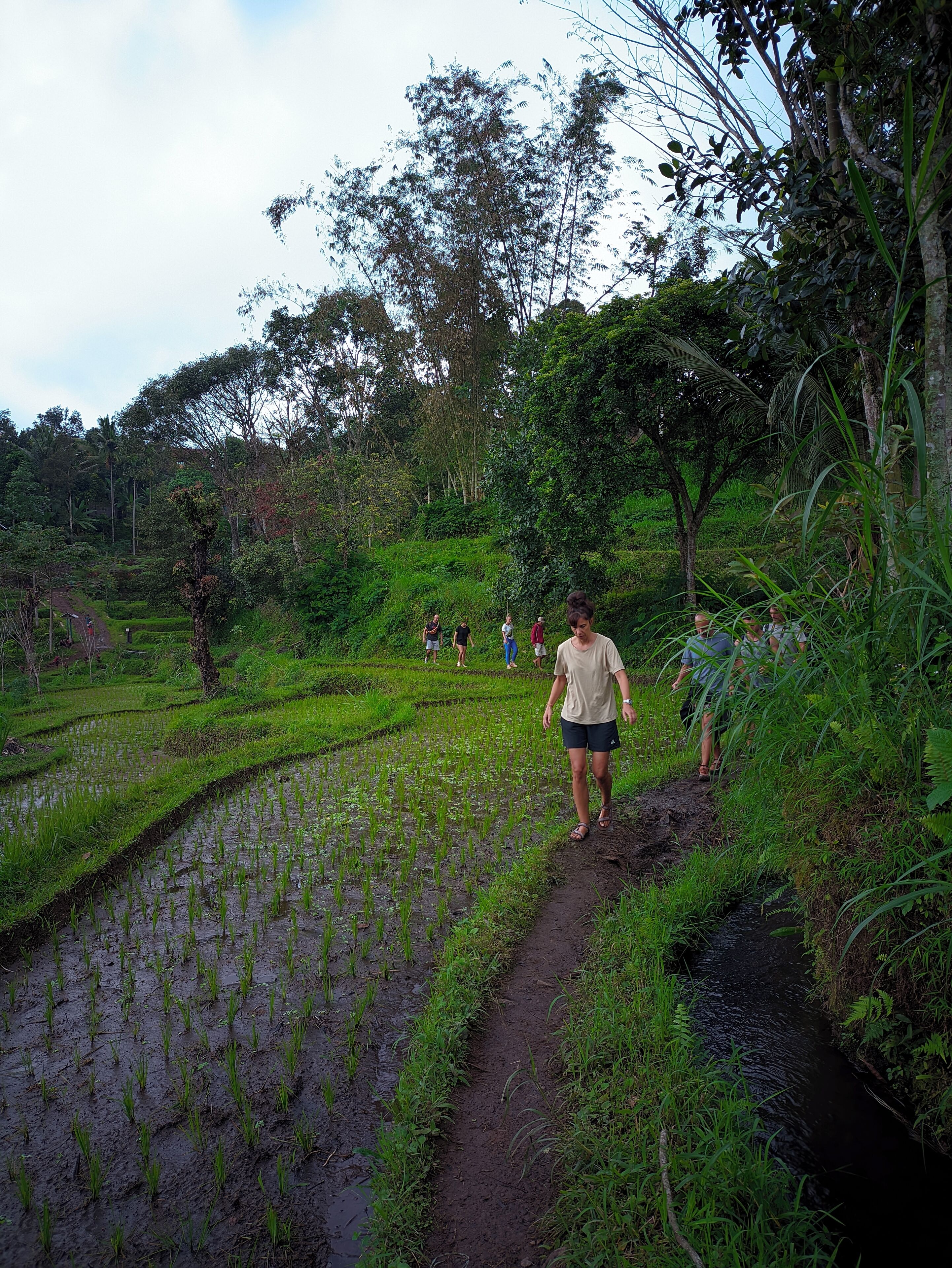 A pathway through a lush green rice paddy with people walking along it.