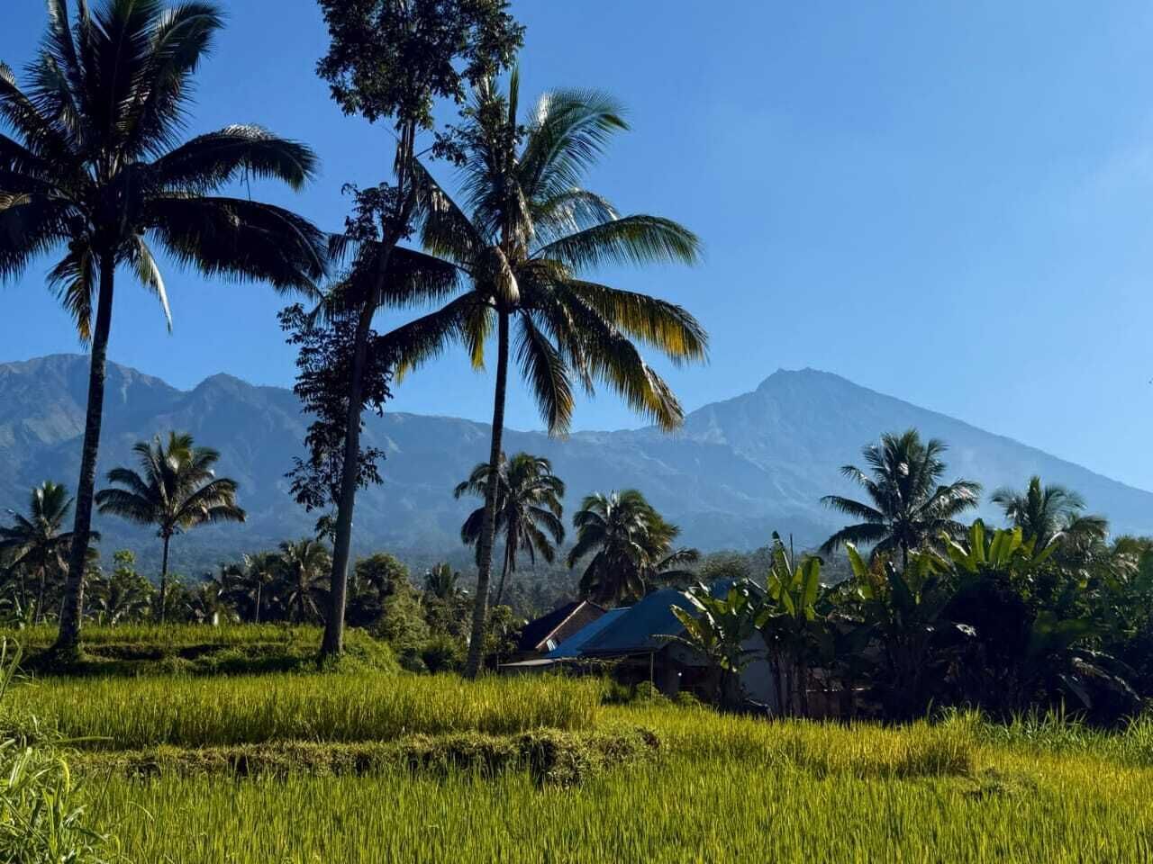 A rural landscape with palm trees, a house, and a mountain in the background.