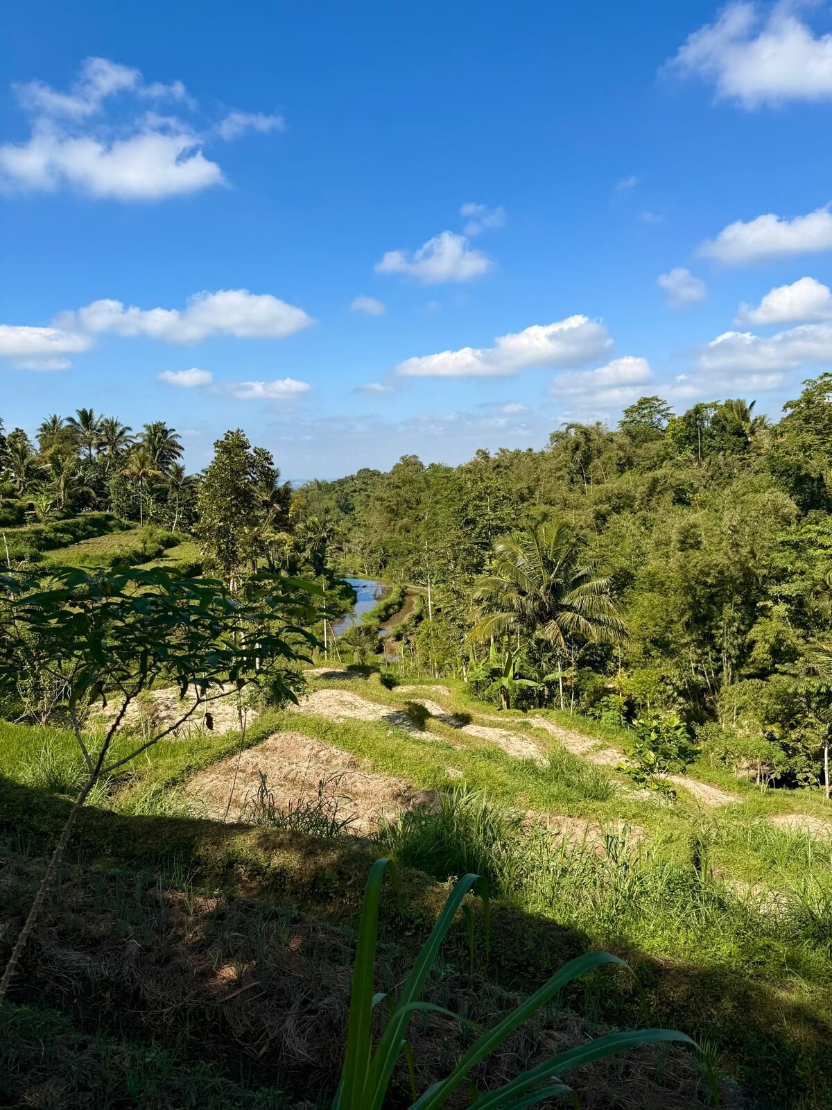 Un paisaje exuberante con cielo azul despejado, vegetación densa y una pequeña masa de agua.