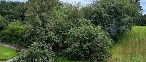 House | Property grounds