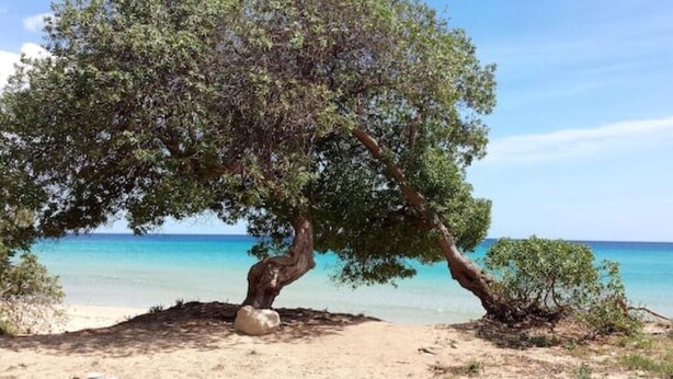 A tree with a twisted trunk and dense foliage on a sandy beach with clear blue water in the background.