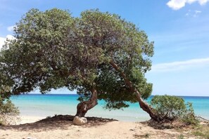 Un arbre au tronc tordu et au feuillage dense, situé sur une plage de sable fin, avec une eau d’un bleu limpide en arrière-plan.