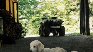 Un perro descansando sobre grava bajo una zona techada, con un vehículo al fondo.