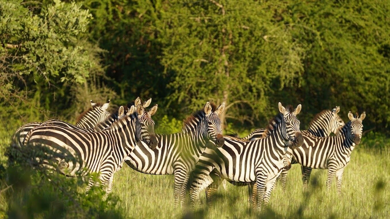 Zebras in a grassy field with trees in the background.