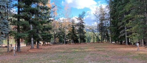 A forested area with a dirt path, trees, and a clear sky.