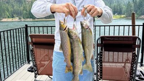 A person holding three fish on a dock with a lake and forest in the background. - Beautiful Clark Fork Riverside RV site (Clark Fork)