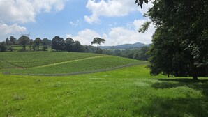 A lush green field with a stone wall and a fence. - Camino a Tlacolulan (Las Vigas de Ramirez)
