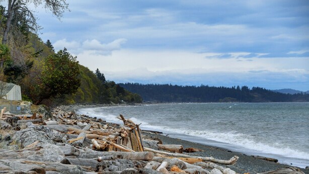 A rocky shoreline with driftwood and a forested background. - NEW 2BR Victoria Suite: Family, Pet, Work-Friendly (Colwood)
