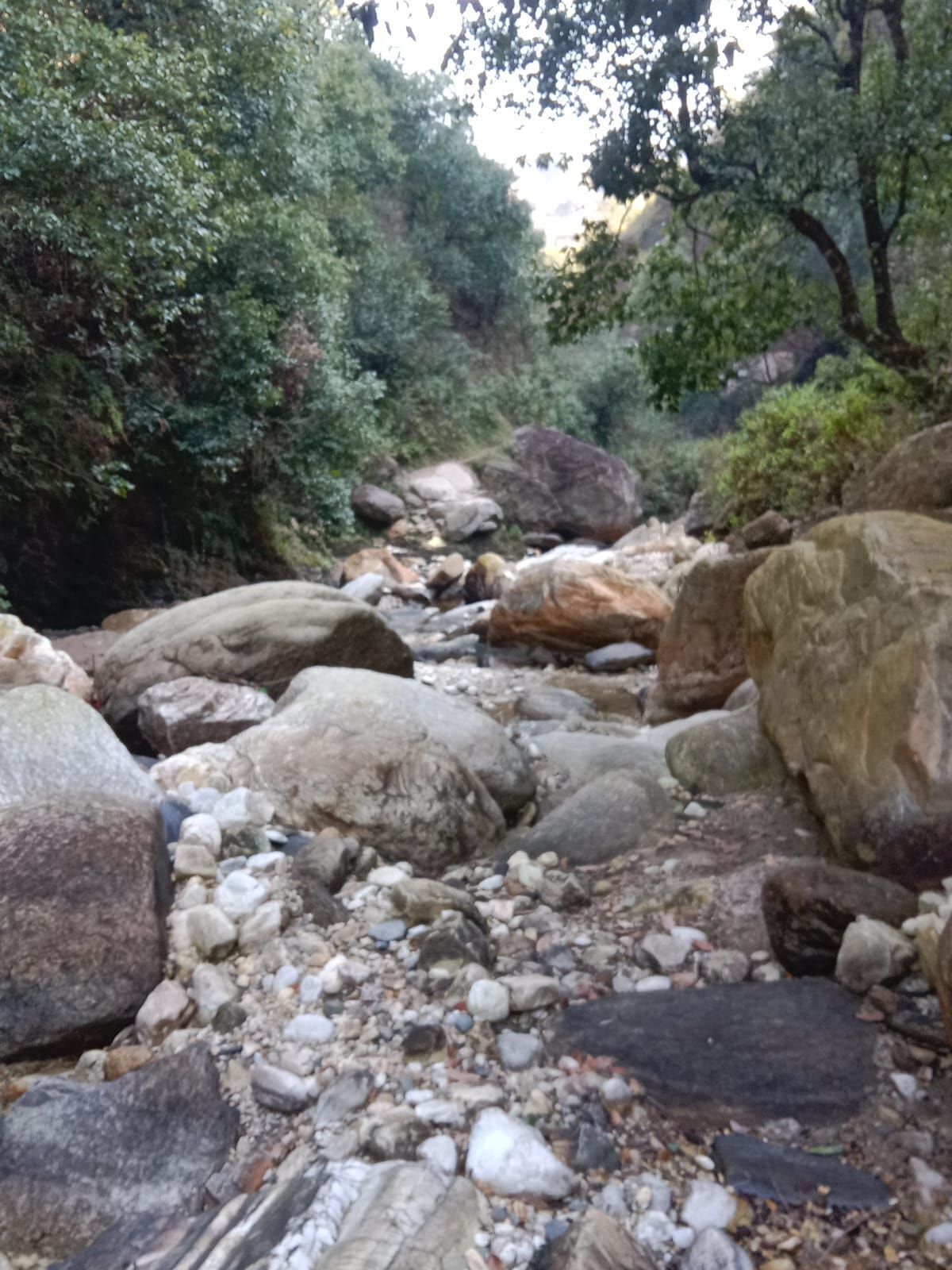 Un arroyo pedregoso con grandes rocas y abundante vegetación.