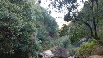 Un arroyo pedregoso con grandes rocas y abundante vegetación.