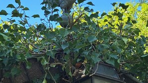A rooster statue atop a structure surrounded by greenery. - 4 rooms in a renovated eco house in a quiet natural setting (Sarreguemines)