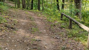 A forested area with a dirt path.