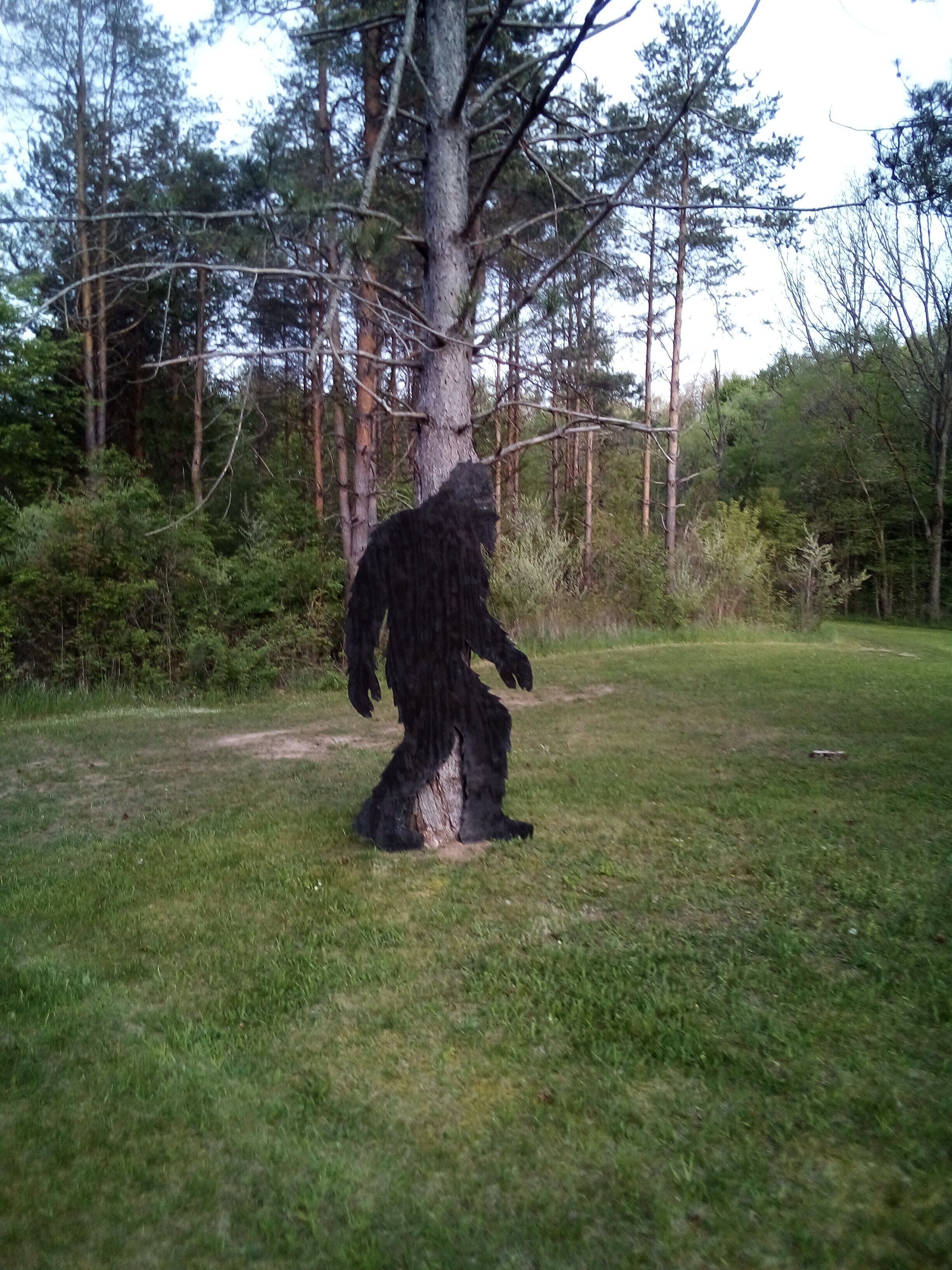A bear in a grassy area with trees in the background.
